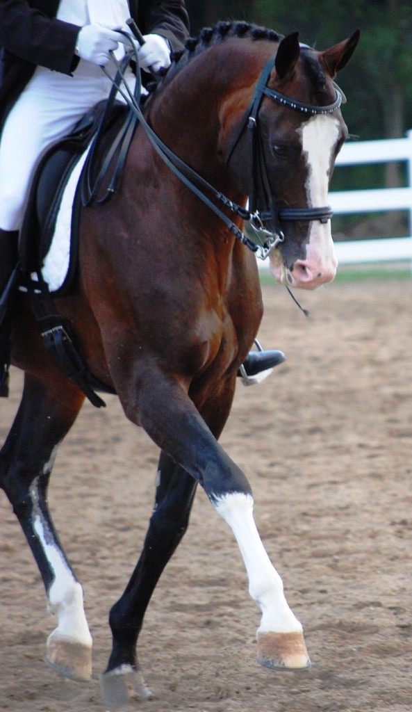 Balta'Czar dressage