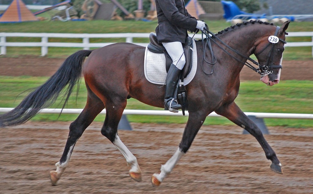 bdressage