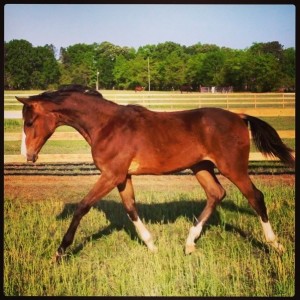 Gateau as a  yearling